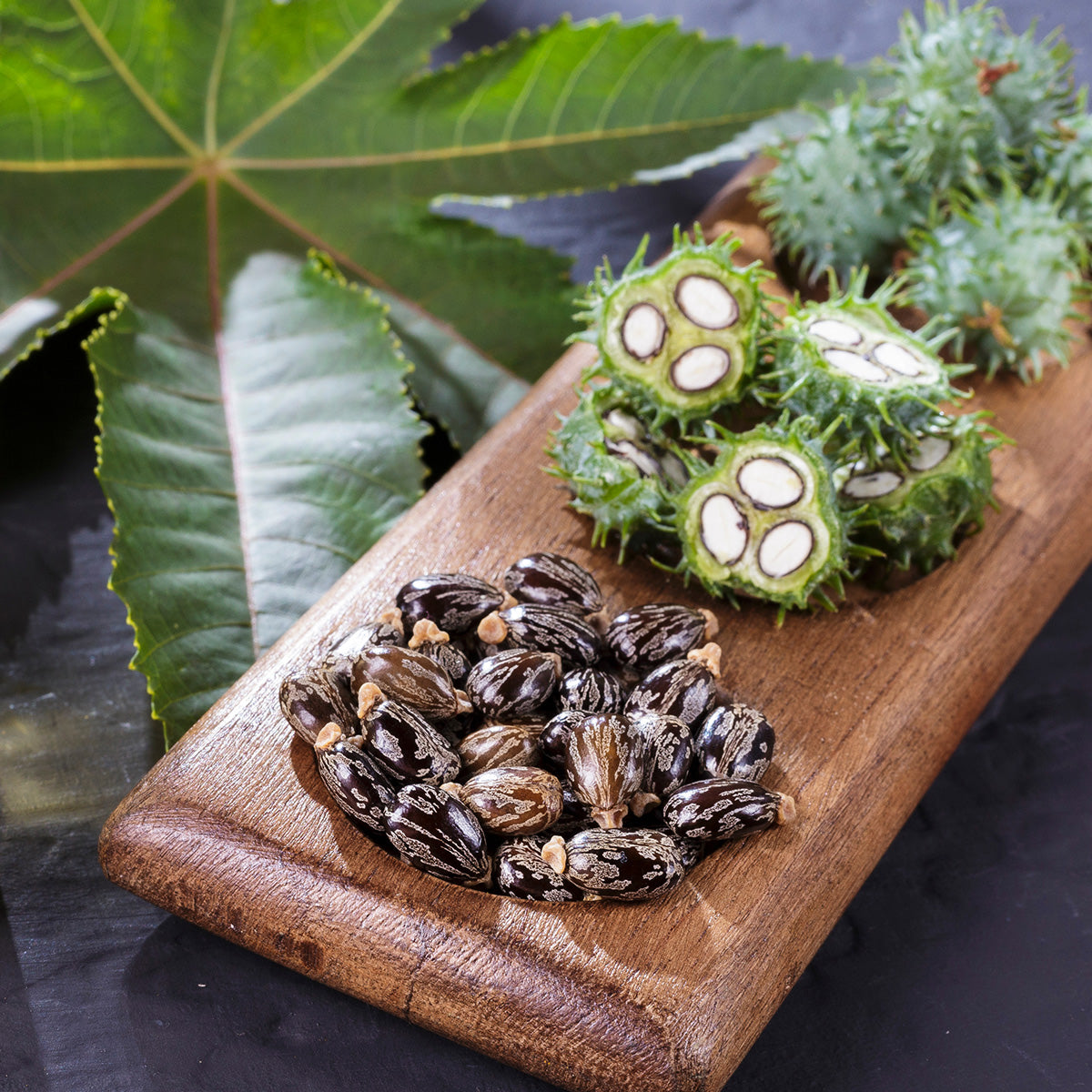 castor seed castor plant Jamaican Black Castor Oil, Wholesale