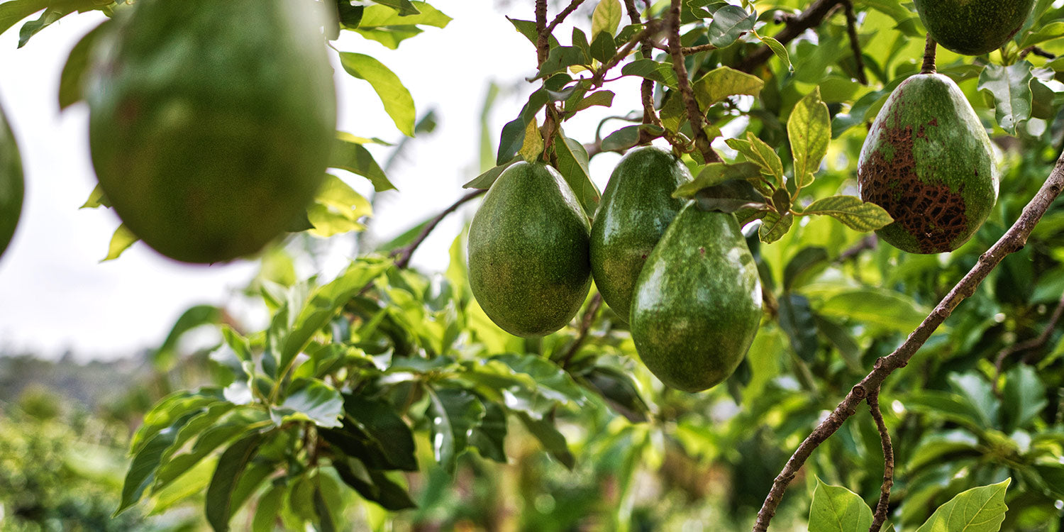 Natural Oils Plus avocados on tree in homepage welcome banner