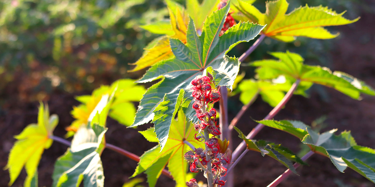 Natural Oils Plus castor oil tree in home page welcome banner