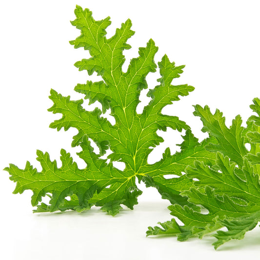 Natural Oils Plus Citronella Oil product image. Plant leaves.