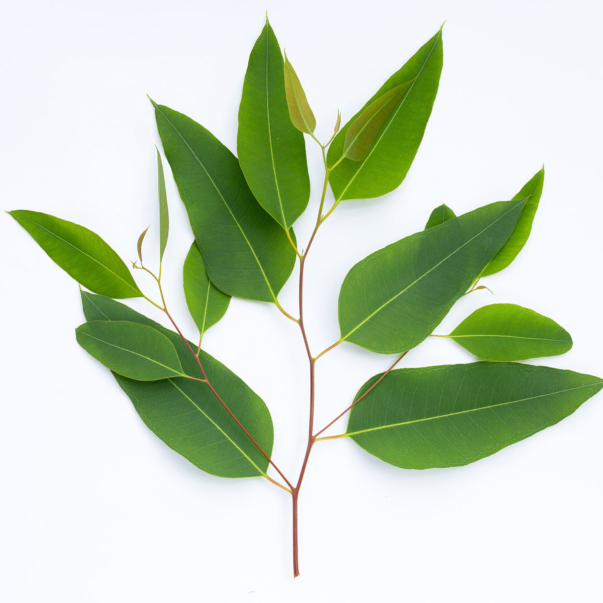 Natural Oils Plus Eucalyptus Oil product image. Leaves.