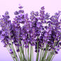 Natural Oils Plus Lavender Essential Oil product image. Lavender flowers.