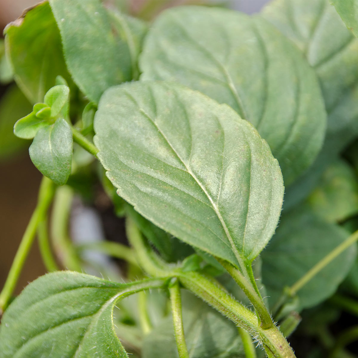 Natural Oils Plus Peppermint Essential Oil product image. Peppermint leaves.