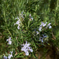 Natural Oils Plus Rosemary Essential Oil product image. Rosemary bushes with flowers.