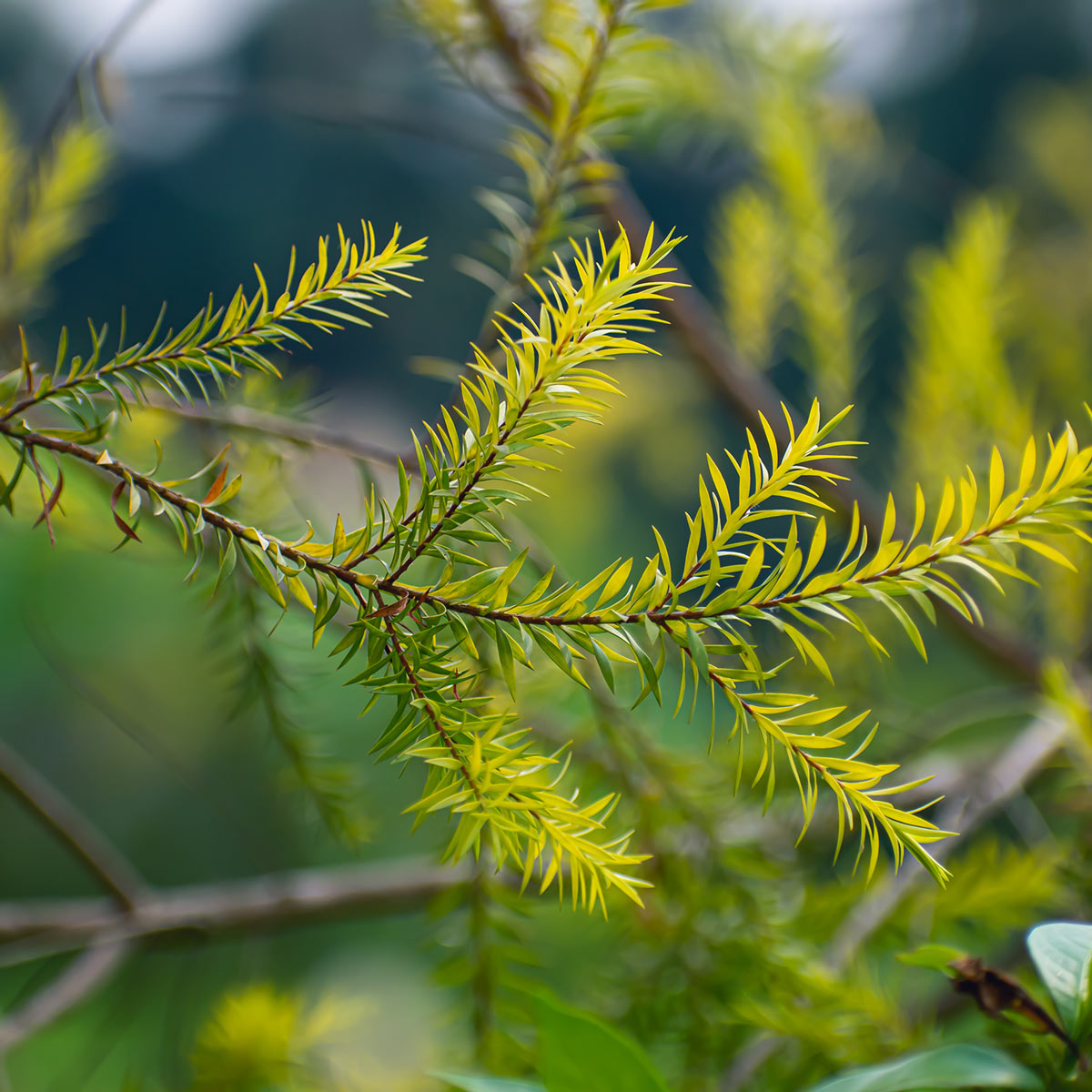 Natural Oils Plus Tea Tree Essential Oil product image. Tea Tree branch on tree.